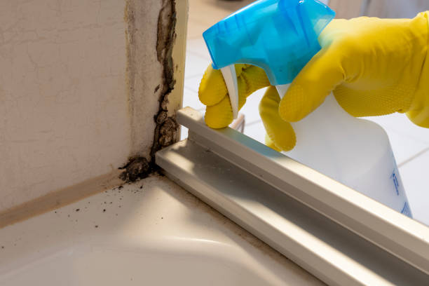 Mold Testing and Removal in Carlsbad, NM