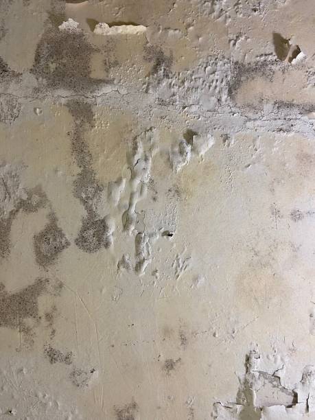 Best Best Mold Removal Companies  in Carlsbad, NM