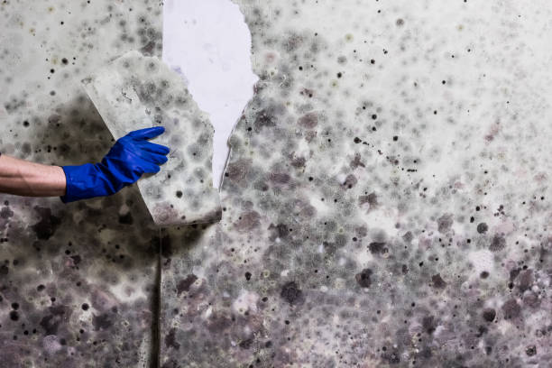 Best Mold Testing and Removal  in Carlsbad, NM
